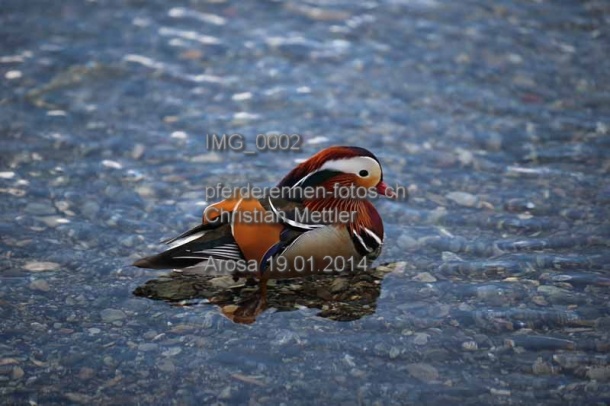 IMG 0002 prot